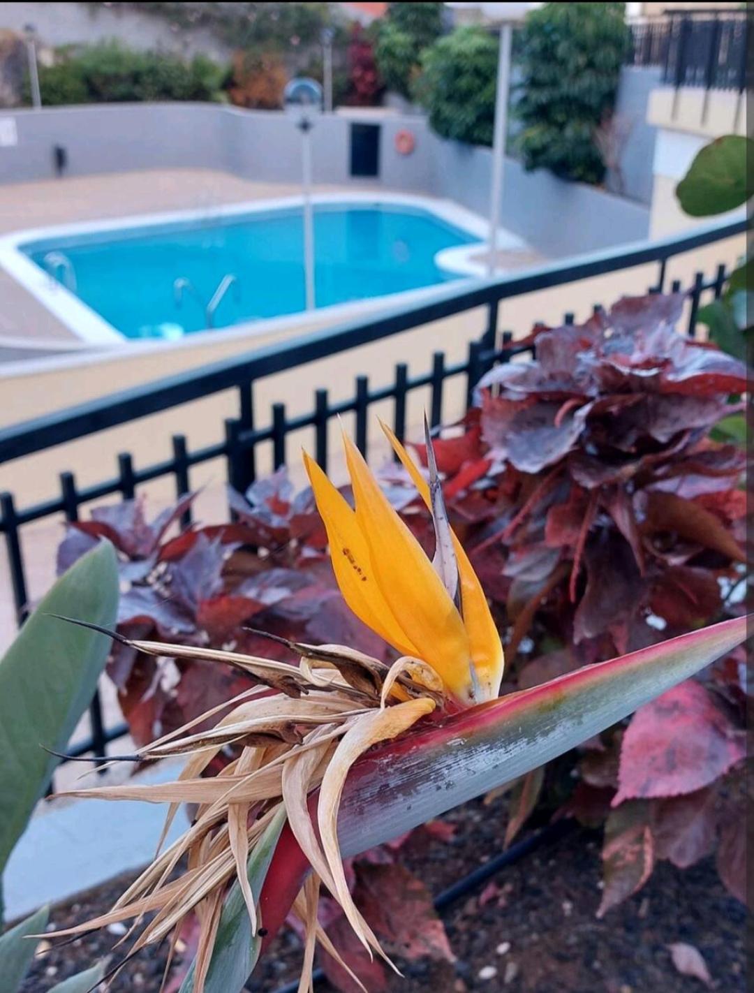 Apartament Balcon Atlantida Candelaria Zewnętrze zdjęcie